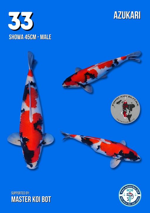 Lelang Koi Online, Jual Beli Ikan Koi, Pusat Jual Beli Koi, Info Lelang Koi Hari Ini, Platform Jual Beli Koi, Jual Beli Ikan Koi Online, Marketplace Ikan Koi, Jual Koi Terbaik, Tempat Beli Koi Berkualitas, Pasar Ikan Koi Online Terpercaya, Penjual Ikan Koi Terpercaya, Beli Koi Hias Online, Ikan Koi untuk Dijual, Koi Kualitas Terbaik, Toko Online Ikan Koi, Koi Hias Untuk Dijual, Jual Beli Ikan Koi Lokal, Koi Indonesia Online, Pusat Jual Beli Koi Terbesar