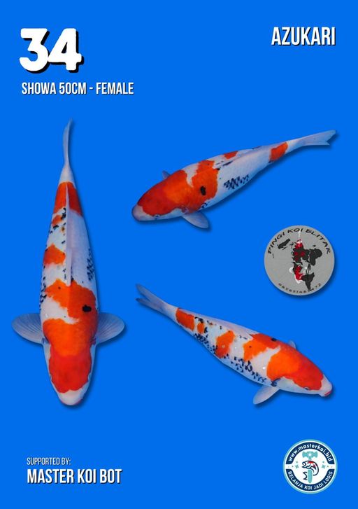 Lelang Koi Online, Jual Beli Ikan Koi, Pusat Jual Beli Koi, Info Lelang Koi Hari Ini, Platform Jual Beli Koi, Jual Beli Ikan Koi Online, Marketplace Ikan Koi, Jual Koi Terbaik, Tempat Beli Koi Berkualitas, Pasar Ikan Koi Online Terpercaya, Penjual Ikan Koi Terpercaya, Beli Koi Hias Online, Ikan Koi untuk Dijual, Koi Kualitas Terbaik, Toko Online Ikan Koi, Koi Hias Untuk Dijual, Jual Beli Ikan Koi Lokal, Koi Indonesia Online, Pusat Jual Beli Koi Terbesar