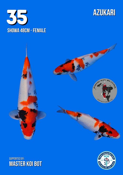 Lelang Koi Online, Jual Beli Ikan Koi, Pusat Jual Beli Koi, Info Lelang Koi Hari Ini, Platform Jual Beli Koi, Jual Beli Ikan Koi Online, Marketplace Ikan Koi, Jual Koi Terbaik, Tempat Beli Koi Berkualitas, Pasar Ikan Koi Online Terpercaya, Penjual Ikan Koi Terpercaya, Beli Koi Hias Online, Ikan Koi untuk Dijual, Koi Kualitas Terbaik, Toko Online Ikan Koi, Koi Hias Untuk Dijual, Jual Beli Ikan Koi Lokal, Koi Indonesia Online, Pusat Jual Beli Koi Terbesar