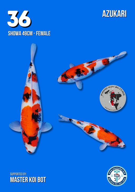 Lelang Koi Online, Jual Beli Ikan Koi, Pusat Jual Beli Koi, Info Lelang Koi Hari Ini, Platform Jual Beli Koi, Jual Beli Ikan Koi Online, Marketplace Ikan Koi, Jual Koi Terbaik, Tempat Beli Koi Berkualitas, Pasar Ikan Koi Online Terpercaya, Penjual Ikan Koi Terpercaya, Beli Koi Hias Online, Ikan Koi untuk Dijual, Koi Kualitas Terbaik, Toko Online Ikan Koi, Koi Hias Untuk Dijual, Jual Beli Ikan Koi Lokal, Koi Indonesia Online, Pusat Jual Beli Koi Terbesar