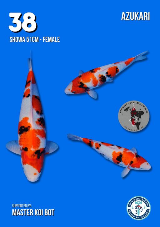 Lelang Koi Online, Jual Beli Ikan Koi, Pusat Jual Beli Koi, Info Lelang Koi Hari Ini, Platform Jual Beli Koi, Jual Beli Ikan Koi Online, Marketplace Ikan Koi, Jual Koi Terbaik, Tempat Beli Koi Berkualitas, Pasar Ikan Koi Online Terpercaya, Penjual Ikan Koi Terpercaya, Beli Koi Hias Online, Ikan Koi untuk Dijual, Koi Kualitas Terbaik, Toko Online Ikan Koi, Koi Hias Untuk Dijual, Jual Beli Ikan Koi Lokal, Koi Indonesia Online, Pusat Jual Beli Koi Terbesar