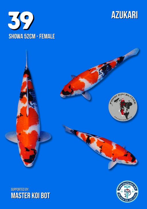 Lelang Koi Online, Jual Beli Ikan Koi, Pusat Jual Beli Koi, Info Lelang Koi Hari Ini, Platform Jual Beli Koi, Jual Beli Ikan Koi Online, Marketplace Ikan Koi, Jual Koi Terbaik, Tempat Beli Koi Berkualitas, Pasar Ikan Koi Online Terpercaya, Penjual Ikan Koi Terpercaya, Beli Koi Hias Online, Ikan Koi untuk Dijual, Koi Kualitas Terbaik, Toko Online Ikan Koi, Koi Hias Untuk Dijual, Jual Beli Ikan Koi Lokal, Koi Indonesia Online, Pusat Jual Beli Koi Terbesar