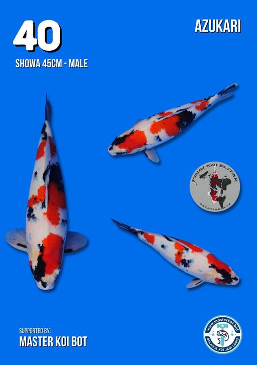 Lelang Koi Online, Jual Beli Ikan Koi, Pusat Jual Beli Koi, Info Lelang Koi Hari Ini, Platform Jual Beli Koi, Jual Beli Ikan Koi Online, Marketplace Ikan Koi, Jual Koi Terbaik, Tempat Beli Koi Berkualitas, Pasar Ikan Koi Online Terpercaya, Penjual Ikan Koi Terpercaya, Beli Koi Hias Online, Ikan Koi untuk Dijual, Koi Kualitas Terbaik, Toko Online Ikan Koi, Koi Hias Untuk Dijual, Jual Beli Ikan Koi Lokal, Koi Indonesia Online, Pusat Jual Beli Koi Terbesar