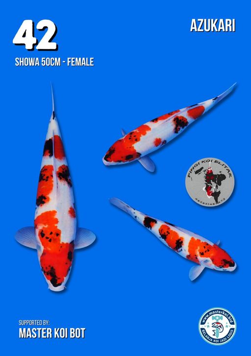 Lelang Koi Online, Jual Beli Ikan Koi, Pusat Jual Beli Koi, Info Lelang Koi Hari Ini, Platform Jual Beli Koi, Jual Beli Ikan Koi Online, Marketplace Ikan Koi, Jual Koi Terbaik, Tempat Beli Koi Berkualitas, Pasar Ikan Koi Online Terpercaya, Penjual Ikan Koi Terpercaya, Beli Koi Hias Online, Ikan Koi untuk Dijual, Koi Kualitas Terbaik, Toko Online Ikan Koi, Koi Hias Untuk Dijual, Jual Beli Ikan Koi Lokal, Koi Indonesia Online, Pusat Jual Beli Koi Terbesar