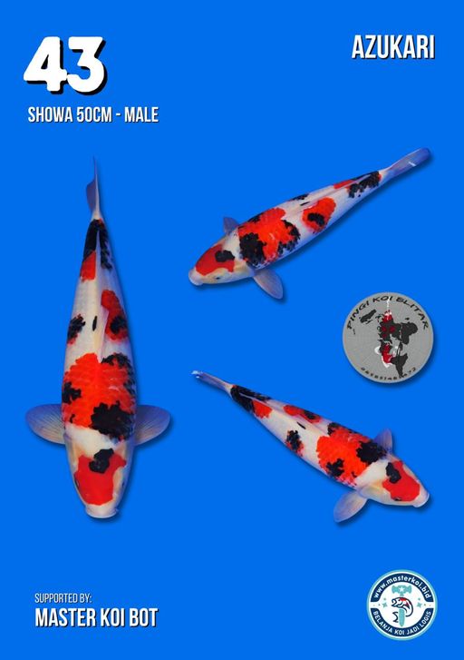 Lelang Koi Online, Jual Beli Ikan Koi, Pusat Jual Beli Koi, Info Lelang Koi Hari Ini, Platform Jual Beli Koi, Jual Beli Ikan Koi Online, Marketplace Ikan Koi, Jual Koi Terbaik, Tempat Beli Koi Berkualitas, Pasar Ikan Koi Online Terpercaya, Penjual Ikan Koi Terpercaya, Beli Koi Hias Online, Ikan Koi untuk Dijual, Koi Kualitas Terbaik, Toko Online Ikan Koi, Koi Hias Untuk Dijual, Jual Beli Ikan Koi Lokal, Koi Indonesia Online, Pusat Jual Beli Koi Terbesar