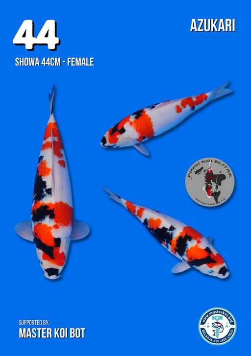 Lelang Koi Online, Jual Beli Ikan Koi, Pusat Jual Beli Koi, Info Lelang Koi Hari Ini, Platform Jual Beli Koi, Jual Beli Ikan Koi Online, Marketplace Ikan Koi, Jual Koi Terbaik, Tempat Beli Koi Berkualitas, Pasar Ikan Koi Online Terpercaya, Penjual Ikan Koi Terpercaya, Beli Koi Hias Online, Ikan Koi untuk Dijual, Koi Kualitas Terbaik, Toko Online Ikan Koi, Koi Hias Untuk Dijual, Jual Beli Ikan Koi Lokal, Koi Indonesia Online, Pusat Jual Beli Koi Terbesar