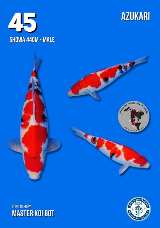 Lelang Koi Online, Jual Beli Ikan Koi, Pusat Jual Beli Koi, Info Lelang Koi Hari Ini, Platform Jual Beli Koi, Jual Beli Ikan Koi Online, Marketplace Ikan Koi, Jual Koi Terbaik, Tempat Beli Koi Berkualitas, Pasar Ikan Koi Online Terpercaya, Penjual Ikan Koi Terpercaya, Beli Koi Hias Online, Ikan Koi untuk Dijual, Koi Kualitas Terbaik, Toko Online Ikan Koi, Koi Hias Untuk Dijual, Jual Beli Ikan Koi Lokal, Koi Indonesia Online, Pusat Jual Beli Koi Terbesar