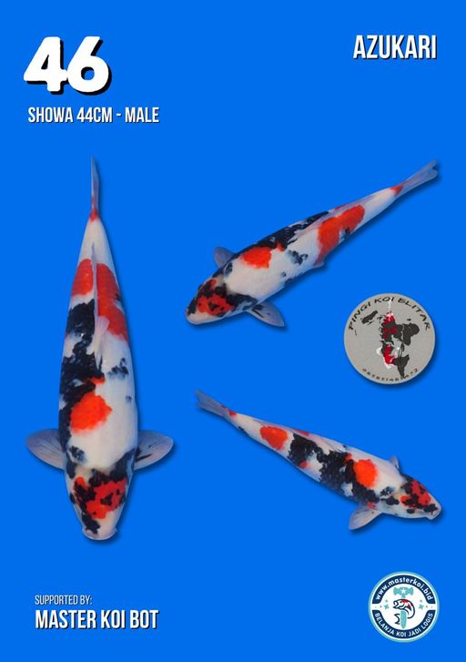 Lelang Koi Online, Jual Beli Ikan Koi, Pusat Jual Beli Koi, Info Lelang Koi Hari Ini, Platform Jual Beli Koi, Jual Beli Ikan Koi Online, Marketplace Ikan Koi, Jual Koi Terbaik, Tempat Beli Koi Berkualitas, Pasar Ikan Koi Online Terpercaya, Penjual Ikan Koi Terpercaya, Beli Koi Hias Online, Ikan Koi untuk Dijual, Koi Kualitas Terbaik, Toko Online Ikan Koi, Koi Hias Untuk Dijual, Jual Beli Ikan Koi Lokal, Koi Indonesia Online, Pusat Jual Beli Koi Terbesar