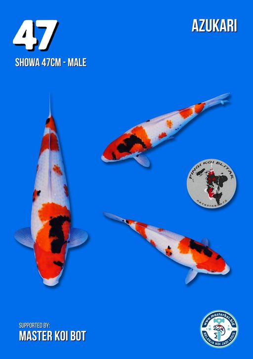 Lelang Koi Online, Jual Beli Ikan Koi, Pusat Jual Beli Koi, Info Lelang Koi Hari Ini, Platform Jual Beli Koi, Jual Beli Ikan Koi Online, Marketplace Ikan Koi, Jual Koi Terbaik, Tempat Beli Koi Berkualitas, Pasar Ikan Koi Online Terpercaya, Penjual Ikan Koi Terpercaya, Beli Koi Hias Online, Ikan Koi untuk Dijual, Koi Kualitas Terbaik, Toko Online Ikan Koi, Koi Hias Untuk Dijual, Jual Beli Ikan Koi Lokal, Koi Indonesia Online, Pusat Jual Beli Koi Terbesar