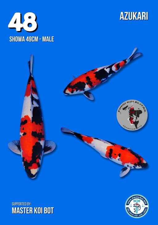 Lelang Koi Online, Jual Beli Ikan Koi, Pusat Jual Beli Koi, Info Lelang Koi Hari Ini, Platform Jual Beli Koi, Jual Beli Ikan Koi Online, Marketplace Ikan Koi, Jual Koi Terbaik, Tempat Beli Koi Berkualitas, Pasar Ikan Koi Online Terpercaya, Penjual Ikan Koi Terpercaya, Beli Koi Hias Online, Ikan Koi untuk Dijual, Koi Kualitas Terbaik, Toko Online Ikan Koi, Koi Hias Untuk Dijual, Jual Beli Ikan Koi Lokal, Koi Indonesia Online, Pusat Jual Beli Koi Terbesar