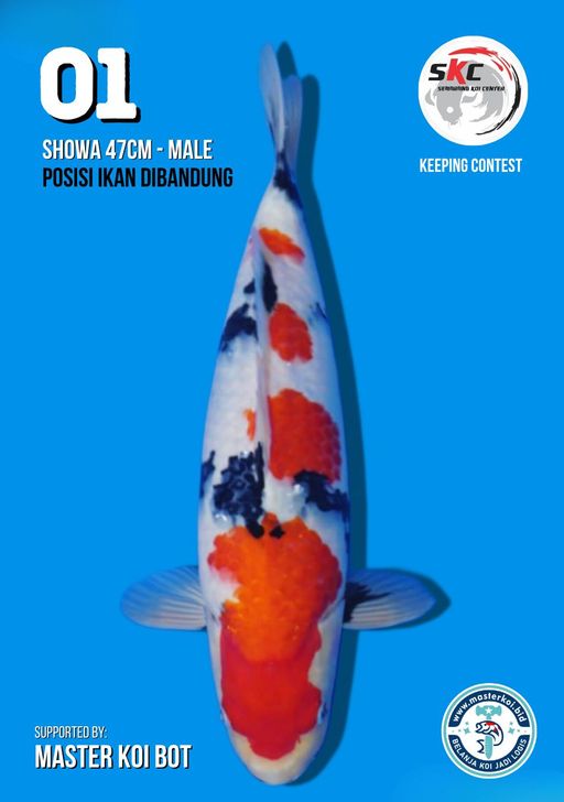 Lelang Koi Online, Jual Beli Ikan Koi, Pusat Jual Beli Koi, Info Lelang Koi Hari Ini, Platform Jual Beli Koi, Jual Beli Ikan Koi Online, Marketplace Ikan Koi, Jual Koi Terbaik, Tempat Beli Koi Berkualitas, Pasar Ikan Koi Online Terpercaya, Penjual Ikan Koi Terpercaya, Beli Koi Hias Online, Ikan Koi untuk Dijual, Koi Kualitas Terbaik, Toko Online Ikan Koi, Koi Hias Untuk Dijual, Jual Beli Ikan Koi Lokal, Koi Indonesia Online, Pusat Jual Beli Koi Terbesar