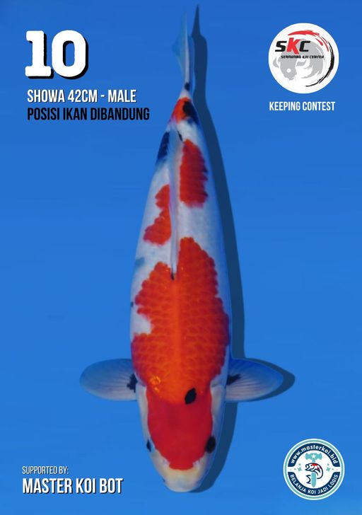 Lelang Koi Online, Jual Beli Ikan Koi, Pusat Jual Beli Koi, Info Lelang Koi Hari Ini, Platform Jual Beli Koi, Jual Beli Ikan Koi Online, Marketplace Ikan Koi, Jual Koi Terbaik, Tempat Beli Koi Berkualitas, Pasar Ikan Koi Online Terpercaya, Penjual Ikan Koi Terpercaya, Beli Koi Hias Online, Ikan Koi untuk Dijual, Koi Kualitas Terbaik, Toko Online Ikan Koi, Koi Hias Untuk Dijual, Jual Beli Ikan Koi Lokal, Koi Indonesia Online, Pusat Jual Beli Koi Terbesar