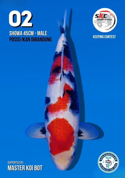 Lelang Koi Online, Jual Beli Ikan Koi, Pusat Jual Beli Koi, Info Lelang Koi Hari Ini, Platform Jual Beli Koi, Jual Beli Ikan Koi Online, Marketplace Ikan Koi, Jual Koi Terbaik, Tempat Beli Koi Berkualitas, Pasar Ikan Koi Online Terpercaya, Penjual Ikan Koi Terpercaya, Beli Koi Hias Online, Ikan Koi untuk Dijual, Koi Kualitas Terbaik, Toko Online Ikan Koi, Koi Hias Untuk Dijual, Jual Beli Ikan Koi Lokal, Koi Indonesia Online, Pusat Jual Beli Koi Terbesar