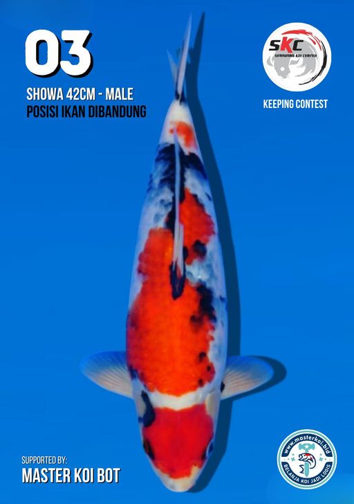 Lelang Koi Online, Jual Beli Ikan Koi, Pusat Jual Beli Koi, Info Lelang Koi Hari Ini, Platform Jual Beli Koi, Jual Beli Ikan Koi Online, Marketplace Ikan Koi, Jual Koi Terbaik, Tempat Beli Koi Berkualitas, Pasar Ikan Koi Online Terpercaya, Penjual Ikan Koi Terpercaya, Beli Koi Hias Online, Ikan Koi untuk Dijual, Koi Kualitas Terbaik, Toko Online Ikan Koi, Koi Hias Untuk Dijual, Jual Beli Ikan Koi Lokal, Koi Indonesia Online, Pusat Jual Beli Koi Terbesar