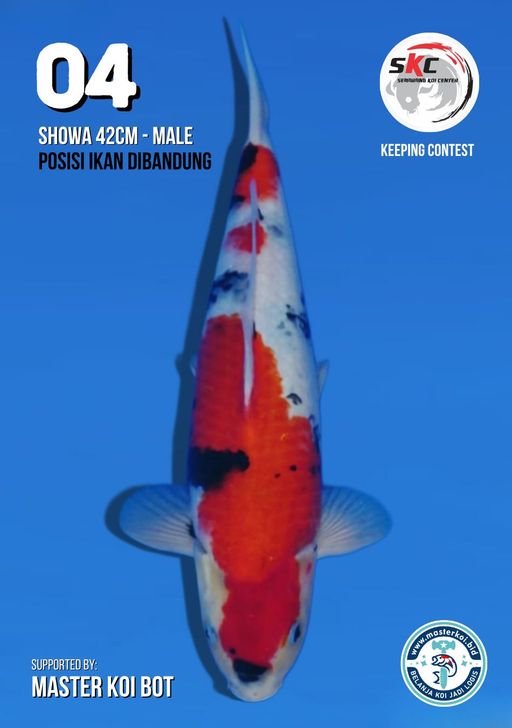 Lelang Koi Online, Jual Beli Ikan Koi, Pusat Jual Beli Koi, Info Lelang Koi Hari Ini, Platform Jual Beli Koi, Jual Beli Ikan Koi Online, Marketplace Ikan Koi, Jual Koi Terbaik, Tempat Beli Koi Berkualitas, Pasar Ikan Koi Online Terpercaya, Penjual Ikan Koi Terpercaya, Beli Koi Hias Online, Ikan Koi untuk Dijual, Koi Kualitas Terbaik, Toko Online Ikan Koi, Koi Hias Untuk Dijual, Jual Beli Ikan Koi Lokal, Koi Indonesia Online, Pusat Jual Beli Koi Terbesar