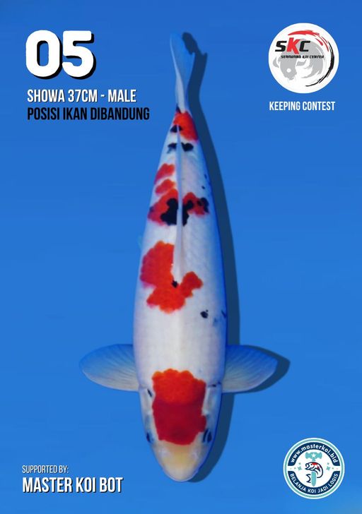 Lelang Koi Online, Jual Beli Ikan Koi, Pusat Jual Beli Koi, Info Lelang Koi Hari Ini, Platform Jual Beli Koi, Jual Beli Ikan Koi Online, Marketplace Ikan Koi, Jual Koi Terbaik, Tempat Beli Koi Berkualitas, Pasar Ikan Koi Online Terpercaya, Penjual Ikan Koi Terpercaya, Beli Koi Hias Online, Ikan Koi untuk Dijual, Koi Kualitas Terbaik, Toko Online Ikan Koi, Koi Hias Untuk Dijual, Jual Beli Ikan Koi Lokal, Koi Indonesia Online, Pusat Jual Beli Koi Terbesar