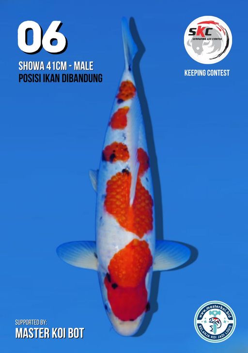 Lelang Koi Online, Jual Beli Ikan Koi, Pusat Jual Beli Koi, Info Lelang Koi Hari Ini, Platform Jual Beli Koi, Jual Beli Ikan Koi Online, Marketplace Ikan Koi, Jual Koi Terbaik, Tempat Beli Koi Berkualitas, Pasar Ikan Koi Online Terpercaya, Penjual Ikan Koi Terpercaya, Beli Koi Hias Online, Ikan Koi untuk Dijual, Koi Kualitas Terbaik, Toko Online Ikan Koi, Koi Hias Untuk Dijual, Jual Beli Ikan Koi Lokal, Koi Indonesia Online, Pusat Jual Beli Koi Terbesar