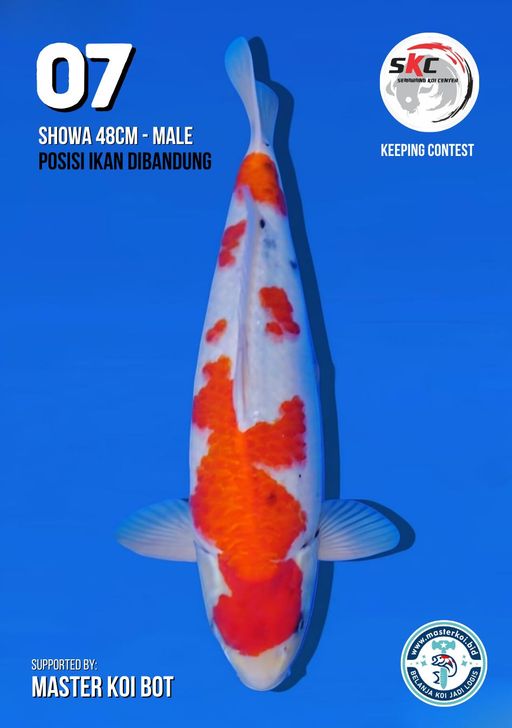 Lelang Koi Online, Jual Beli Ikan Koi, Pusat Jual Beli Koi, Info Lelang Koi Hari Ini, Platform Jual Beli Koi, Jual Beli Ikan Koi Online, Marketplace Ikan Koi, Jual Koi Terbaik, Tempat Beli Koi Berkualitas, Pasar Ikan Koi Online Terpercaya, Penjual Ikan Koi Terpercaya, Beli Koi Hias Online, Ikan Koi untuk Dijual, Koi Kualitas Terbaik, Toko Online Ikan Koi, Koi Hias Untuk Dijual, Jual Beli Ikan Koi Lokal, Koi Indonesia Online, Pusat Jual Beli Koi Terbesar