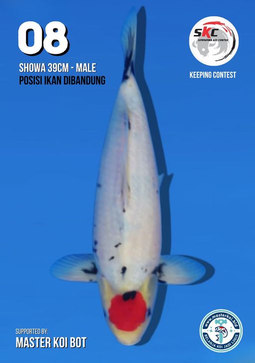 Lelang Koi Online, Jual Beli Ikan Koi, Pusat Jual Beli Koi, Info Lelang Koi Hari Ini, Platform Jual Beli Koi, Jual Beli Ikan Koi Online, Marketplace Ikan Koi, Jual Koi Terbaik, Tempat Beli Koi Berkualitas, Pasar Ikan Koi Online Terpercaya, Penjual Ikan Koi Terpercaya, Beli Koi Hias Online, Ikan Koi untuk Dijual, Koi Kualitas Terbaik, Toko Online Ikan Koi, Koi Hias Untuk Dijual, Jual Beli Ikan Koi Lokal, Koi Indonesia Online, Pusat Jual Beli Koi Terbesar