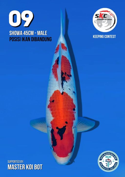 Lelang Koi Online, Jual Beli Ikan Koi, Pusat Jual Beli Koi, Info Lelang Koi Hari Ini, Platform Jual Beli Koi, Jual Beli Ikan Koi Online, Marketplace Ikan Koi, Jual Koi Terbaik, Tempat Beli Koi Berkualitas, Pasar Ikan Koi Online Terpercaya, Penjual Ikan Koi Terpercaya, Beli Koi Hias Online, Ikan Koi untuk Dijual, Koi Kualitas Terbaik, Toko Online Ikan Koi, Koi Hias Untuk Dijual, Jual Beli Ikan Koi Lokal, Koi Indonesia Online, Pusat Jual Beli Koi Terbesar