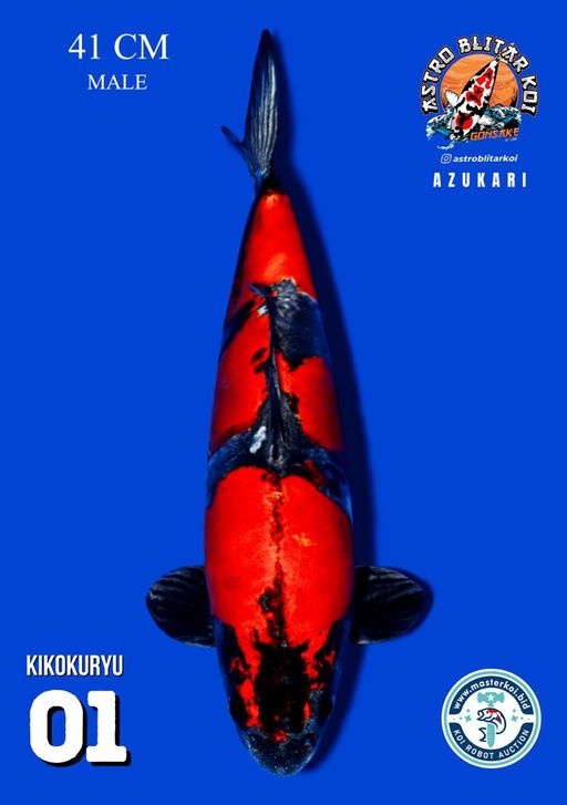 Lelang Koi Online, Jual Beli Ikan Koi, Pusat Jual Beli Koi, Info Lelang Koi Hari Ini, Platform Jual Beli Koi, Jual Beli Ikan Koi Online, Marketplace Ikan Koi, Jual Koi Terbaik, Tempat Beli Koi Berkualitas, Pasar Ikan Koi Online Terpercaya, Penjual Ikan Koi Terpercaya, Beli Koi Hias Online, Ikan Koi untuk Dijual, Koi Kualitas Terbaik, Toko Online Ikan Koi, Koi Hias Untuk Dijual, Jual Beli Ikan Koi Lokal, Koi Indonesia Online, Pusat Jual Beli Koi Terbesar