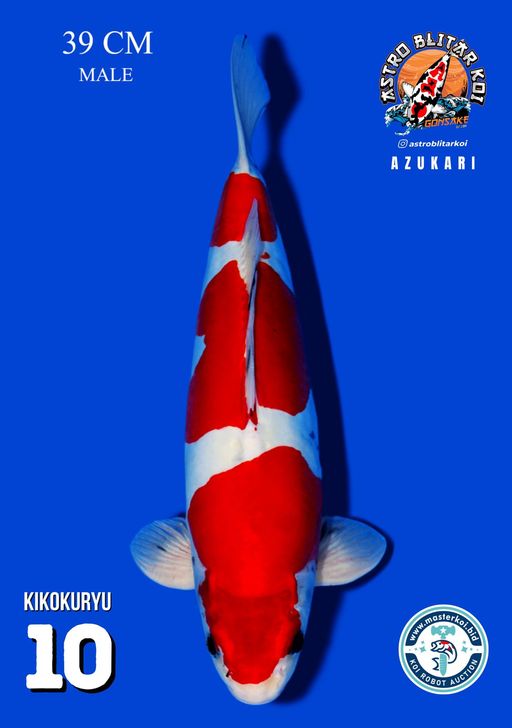 Lelang Koi Online, Jual Beli Ikan Koi, Pusat Jual Beli Koi, Info Lelang Koi Hari Ini, Platform Jual Beli Koi, Jual Beli Ikan Koi Online, Marketplace Ikan Koi, Jual Koi Terbaik, Tempat Beli Koi Berkualitas, Pasar Ikan Koi Online Terpercaya, Penjual Ikan Koi Terpercaya, Beli Koi Hias Online, Ikan Koi untuk Dijual, Koi Kualitas Terbaik, Toko Online Ikan Koi, Koi Hias Untuk Dijual, Jual Beli Ikan Koi Lokal, Koi Indonesia Online, Pusat Jual Beli Koi Terbesar