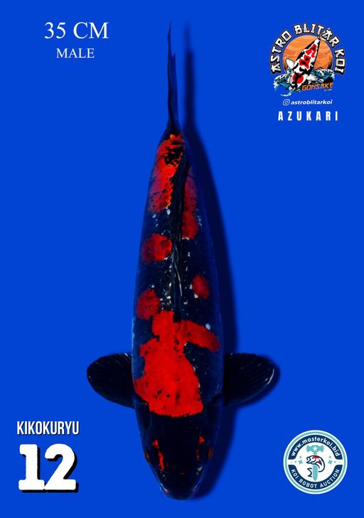 Lelang Koi Online, Jual Beli Ikan Koi, Pusat Jual Beli Koi, Info Lelang Koi Hari Ini, Platform Jual Beli Koi, Jual Beli Ikan Koi Online, Marketplace Ikan Koi, Jual Koi Terbaik, Tempat Beli Koi Berkualitas, Pasar Ikan Koi Online Terpercaya, Penjual Ikan Koi Terpercaya, Beli Koi Hias Online, Ikan Koi untuk Dijual, Koi Kualitas Terbaik, Toko Online Ikan Koi, Koi Hias Untuk Dijual, Jual Beli Ikan Koi Lokal, Koi Indonesia Online, Pusat Jual Beli Koi Terbesar