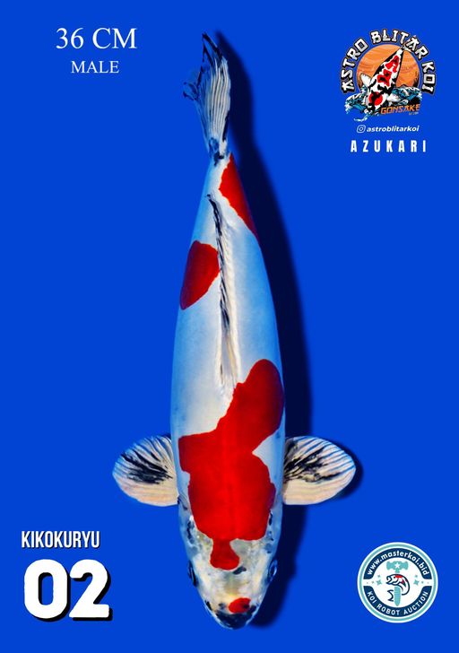 Lelang Koi Online, Jual Beli Ikan Koi, Pusat Jual Beli Koi, Info Lelang Koi Hari Ini, Platform Jual Beli Koi, Jual Beli Ikan Koi Online, Marketplace Ikan Koi, Jual Koi Terbaik, Tempat Beli Koi Berkualitas, Pasar Ikan Koi Online Terpercaya, Penjual Ikan Koi Terpercaya, Beli Koi Hias Online, Ikan Koi untuk Dijual, Koi Kualitas Terbaik, Toko Online Ikan Koi, Koi Hias Untuk Dijual, Jual Beli Ikan Koi Lokal, Koi Indonesia Online, Pusat Jual Beli Koi Terbesar