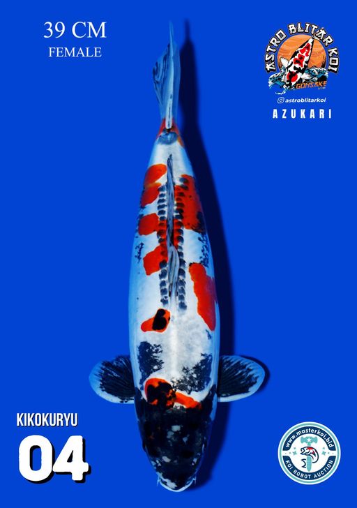 Lelang Koi Online, Jual Beli Ikan Koi, Pusat Jual Beli Koi, Info Lelang Koi Hari Ini, Platform Jual Beli Koi, Jual Beli Ikan Koi Online, Marketplace Ikan Koi, Jual Koi Terbaik, Tempat Beli Koi Berkualitas, Pasar Ikan Koi Online Terpercaya, Penjual Ikan Koi Terpercaya, Beli Koi Hias Online, Ikan Koi untuk Dijual, Koi Kualitas Terbaik, Toko Online Ikan Koi, Koi Hias Untuk Dijual, Jual Beli Ikan Koi Lokal, Koi Indonesia Online, Pusat Jual Beli Koi Terbesar