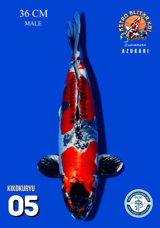 Lelang Koi Online, Jual Beli Ikan Koi, Pusat Jual Beli Koi, Info Lelang Koi Hari Ini, Platform Jual Beli Koi, Jual Beli Ikan Koi Online, Marketplace Ikan Koi, Jual Koi Terbaik, Tempat Beli Koi Berkualitas, Pasar Ikan Koi Online Terpercaya, Penjual Ikan Koi Terpercaya, Beli Koi Hias Online, Ikan Koi untuk Dijual, Koi Kualitas Terbaik, Toko Online Ikan Koi, Koi Hias Untuk Dijual, Jual Beli Ikan Koi Lokal, Koi Indonesia Online, Pusat Jual Beli Koi Terbesar