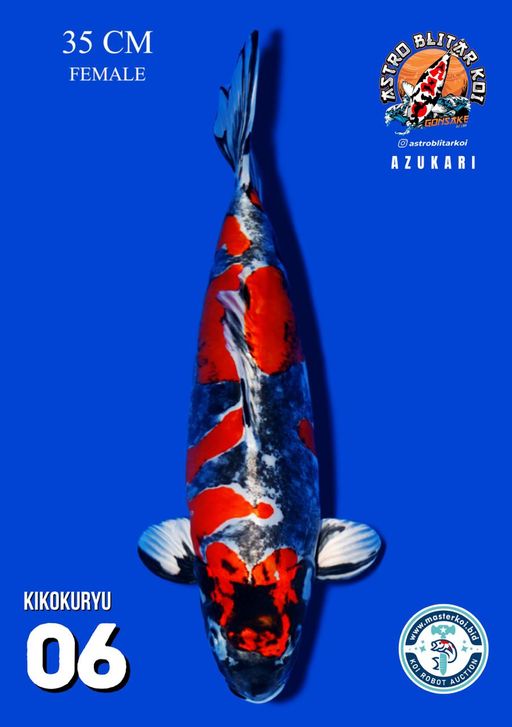 Lelang Koi Online, Jual Beli Ikan Koi, Pusat Jual Beli Koi, Info Lelang Koi Hari Ini, Platform Jual Beli Koi, Jual Beli Ikan Koi Online, Marketplace Ikan Koi, Jual Koi Terbaik, Tempat Beli Koi Berkualitas, Pasar Ikan Koi Online Terpercaya, Penjual Ikan Koi Terpercaya, Beli Koi Hias Online, Ikan Koi untuk Dijual, Koi Kualitas Terbaik, Toko Online Ikan Koi, Koi Hias Untuk Dijual, Jual Beli Ikan Koi Lokal, Koi Indonesia Online, Pusat Jual Beli Koi Terbesar