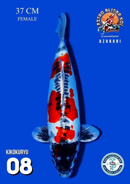 Lelang Koi Online, Jual Beli Ikan Koi, Pusat Jual Beli Koi, Info Lelang Koi Hari Ini, Platform Jual Beli Koi, Jual Beli Ikan Koi Online, Marketplace Ikan Koi, Jual Koi Terbaik, Tempat Beli Koi Berkualitas, Pasar Ikan Koi Online Terpercaya, Penjual Ikan Koi Terpercaya, Beli Koi Hias Online, Ikan Koi untuk Dijual, Koi Kualitas Terbaik, Toko Online Ikan Koi, Koi Hias Untuk Dijual, Jual Beli Ikan Koi Lokal, Koi Indonesia Online, Pusat Jual Beli Koi Terbesar