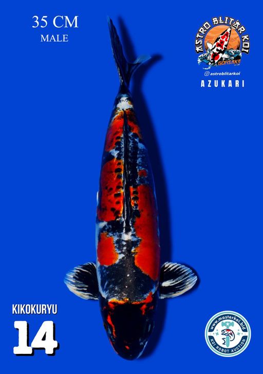 Lelang Koi Online, Jual Beli Ikan Koi, Pusat Jual Beli Koi, Info Lelang Koi Hari Ini, Platform Jual Beli Koi, Jual Beli Ikan Koi Online, Marketplace Ikan Koi, Jual Koi Terbaik, Tempat Beli Koi Berkualitas, Pasar Ikan Koi Online Terpercaya, Penjual Ikan Koi Terpercaya, Beli Koi Hias Online, Ikan Koi untuk Dijual, Koi Kualitas Terbaik, Toko Online Ikan Koi, Koi Hias Untuk Dijual, Jual Beli Ikan Koi Lokal, Koi Indonesia Online, Pusat Jual Beli Koi Terbesar