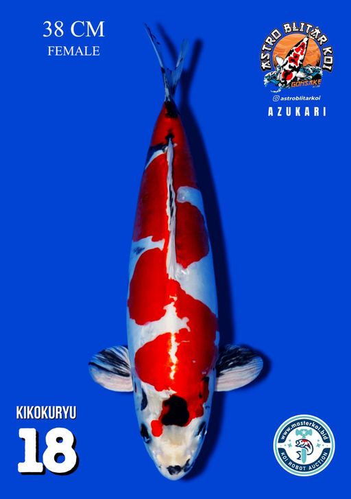 Lelang Koi Online, Jual Beli Ikan Koi, Pusat Jual Beli Koi, Info Lelang Koi Hari Ini, Platform Jual Beli Koi, Jual Beli Ikan Koi Online, Marketplace Ikan Koi, Jual Koi Terbaik, Tempat Beli Koi Berkualitas, Pasar Ikan Koi Online Terpercaya, Penjual Ikan Koi Terpercaya, Beli Koi Hias Online, Ikan Koi untuk Dijual, Koi Kualitas Terbaik, Toko Online Ikan Koi, Koi Hias Untuk Dijual, Jual Beli Ikan Koi Lokal, Koi Indonesia Online, Pusat Jual Beli Koi Terbesar