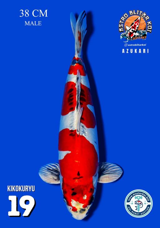 Lelang Koi Online, Jual Beli Ikan Koi, Pusat Jual Beli Koi, Info Lelang Koi Hari Ini, Platform Jual Beli Koi, Jual Beli Ikan Koi Online, Marketplace Ikan Koi, Jual Koi Terbaik, Tempat Beli Koi Berkualitas, Pasar Ikan Koi Online Terpercaya, Penjual Ikan Koi Terpercaya, Beli Koi Hias Online, Ikan Koi untuk Dijual, Koi Kualitas Terbaik, Toko Online Ikan Koi, Koi Hias Untuk Dijual, Jual Beli Ikan Koi Lokal, Koi Indonesia Online, Pusat Jual Beli Koi Terbesar