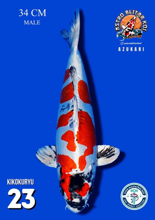 Lelang Koi Online, Jual Beli Ikan Koi, Pusat Jual Beli Koi, Info Lelang Koi Hari Ini, Platform Jual Beli Koi, Jual Beli Ikan Koi Online, Marketplace Ikan Koi, Jual Koi Terbaik, Tempat Beli Koi Berkualitas, Pasar Ikan Koi Online Terpercaya, Penjual Ikan Koi Terpercaya, Beli Koi Hias Online, Ikan Koi untuk Dijual, Koi Kualitas Terbaik, Toko Online Ikan Koi, Koi Hias Untuk Dijual, Jual Beli Ikan Koi Lokal, Koi Indonesia Online, Pusat Jual Beli Koi Terbesar