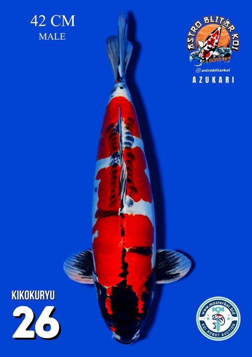 Lelang Koi Online, Jual Beli Ikan Koi, Pusat Jual Beli Koi, Info Lelang Koi Hari Ini, Platform Jual Beli Koi, Jual Beli Ikan Koi Online, Marketplace Ikan Koi, Jual Koi Terbaik, Tempat Beli Koi Berkualitas, Pasar Ikan Koi Online Terpercaya, Penjual Ikan Koi Terpercaya, Beli Koi Hias Online, Ikan Koi untuk Dijual, Koi Kualitas Terbaik, Toko Online Ikan Koi, Koi Hias Untuk Dijual, Jual Beli Ikan Koi Lokal, Koi Indonesia Online, Pusat Jual Beli Koi Terbesar