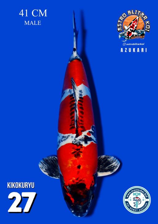 Lelang Koi Online, Jual Beli Ikan Koi, Pusat Jual Beli Koi, Info Lelang Koi Hari Ini, Platform Jual Beli Koi, Jual Beli Ikan Koi Online, Marketplace Ikan Koi, Jual Koi Terbaik, Tempat Beli Koi Berkualitas, Pasar Ikan Koi Online Terpercaya, Penjual Ikan Koi Terpercaya, Beli Koi Hias Online, Ikan Koi untuk Dijual, Koi Kualitas Terbaik, Toko Online Ikan Koi, Koi Hias Untuk Dijual, Jual Beli Ikan Koi Lokal, Koi Indonesia Online, Pusat Jual Beli Koi Terbesar