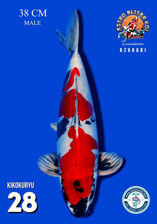 Lelang Koi Online, Jual Beli Ikan Koi, Pusat Jual Beli Koi, Info Lelang Koi Hari Ini, Platform Jual Beli Koi, Jual Beli Ikan Koi Online, Marketplace Ikan Koi, Jual Koi Terbaik, Tempat Beli Koi Berkualitas, Pasar Ikan Koi Online Terpercaya, Penjual Ikan Koi Terpercaya, Beli Koi Hias Online, Ikan Koi untuk Dijual, Koi Kualitas Terbaik, Toko Online Ikan Koi, Koi Hias Untuk Dijual, Jual Beli Ikan Koi Lokal, Koi Indonesia Online, Pusat Jual Beli Koi Terbesar