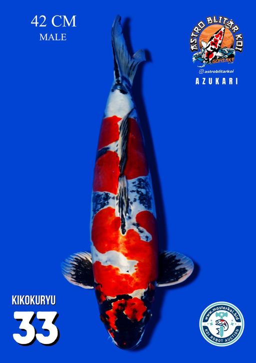 Lelang Koi Online, Jual Beli Ikan Koi, Pusat Jual Beli Koi, Info Lelang Koi Hari Ini, Platform Jual Beli Koi, Jual Beli Ikan Koi Online, Marketplace Ikan Koi, Jual Koi Terbaik, Tempat Beli Koi Berkualitas, Pasar Ikan Koi Online Terpercaya, Penjual Ikan Koi Terpercaya, Beli Koi Hias Online, Ikan Koi untuk Dijual, Koi Kualitas Terbaik, Toko Online Ikan Koi, Koi Hias Untuk Dijual, Jual Beli Ikan Koi Lokal, Koi Indonesia Online, Pusat Jual Beli Koi Terbesar