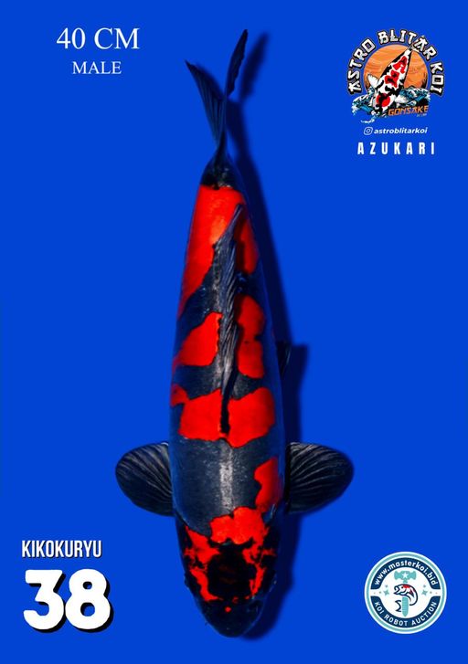 Lelang Koi Online, Jual Beli Ikan Koi, Pusat Jual Beli Koi, Info Lelang Koi Hari Ini, Platform Jual Beli Koi, Jual Beli Ikan Koi Online, Marketplace Ikan Koi, Jual Koi Terbaik, Tempat Beli Koi Berkualitas, Pasar Ikan Koi Online Terpercaya, Penjual Ikan Koi Terpercaya, Beli Koi Hias Online, Ikan Koi untuk Dijual, Koi Kualitas Terbaik, Toko Online Ikan Koi, Koi Hias Untuk Dijual, Jual Beli Ikan Koi Lokal, Koi Indonesia Online, Pusat Jual Beli Koi Terbesar