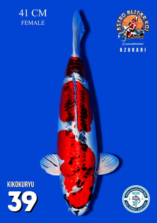 Lelang Koi Online, Jual Beli Ikan Koi, Pusat Jual Beli Koi, Info Lelang Koi Hari Ini, Platform Jual Beli Koi, Jual Beli Ikan Koi Online, Marketplace Ikan Koi, Jual Koi Terbaik, Tempat Beli Koi Berkualitas, Pasar Ikan Koi Online Terpercaya, Penjual Ikan Koi Terpercaya, Beli Koi Hias Online, Ikan Koi untuk Dijual, Koi Kualitas Terbaik, Toko Online Ikan Koi, Koi Hias Untuk Dijual, Jual Beli Ikan Koi Lokal, Koi Indonesia Online, Pusat Jual Beli Koi Terbesar