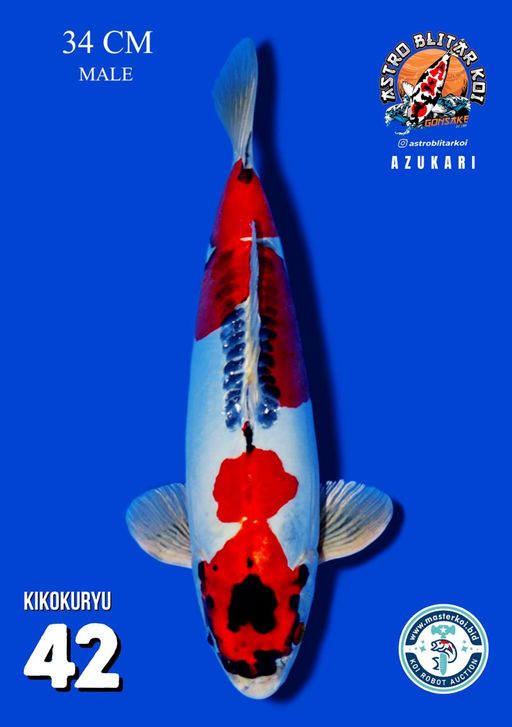 Lelang Koi Online, Jual Beli Ikan Koi, Pusat Jual Beli Koi, Info Lelang Koi Hari Ini, Platform Jual Beli Koi, Jual Beli Ikan Koi Online, Marketplace Ikan Koi, Jual Koi Terbaik, Tempat Beli Koi Berkualitas, Pasar Ikan Koi Online Terpercaya, Penjual Ikan Koi Terpercaya, Beli Koi Hias Online, Ikan Koi untuk Dijual, Koi Kualitas Terbaik, Toko Online Ikan Koi, Koi Hias Untuk Dijual, Jual Beli Ikan Koi Lokal, Koi Indonesia Online, Pusat Jual Beli Koi Terbesar