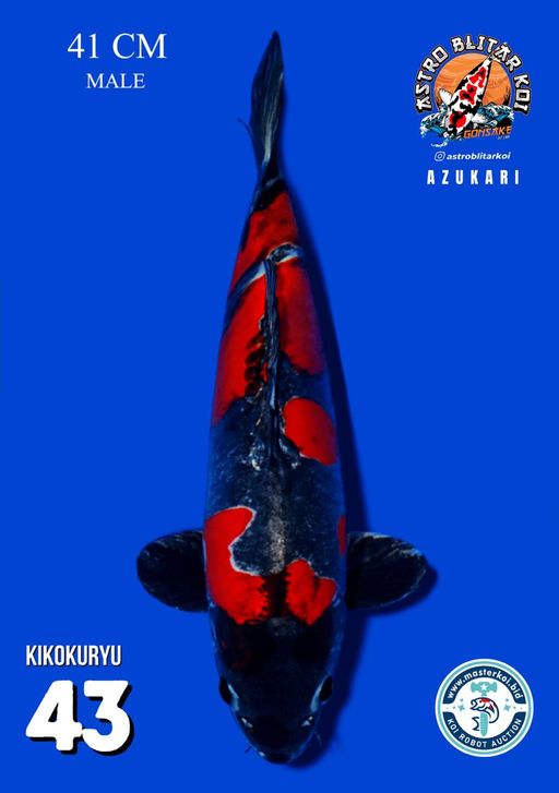 Lelang Koi Online, Jual Beli Ikan Koi, Pusat Jual Beli Koi, Info Lelang Koi Hari Ini, Platform Jual Beli Koi, Jual Beli Ikan Koi Online, Marketplace Ikan Koi, Jual Koi Terbaik, Tempat Beli Koi Berkualitas, Pasar Ikan Koi Online Terpercaya, Penjual Ikan Koi Terpercaya, Beli Koi Hias Online, Ikan Koi untuk Dijual, Koi Kualitas Terbaik, Toko Online Ikan Koi, Koi Hias Untuk Dijual, Jual Beli Ikan Koi Lokal, Koi Indonesia Online, Pusat Jual Beli Koi Terbesar