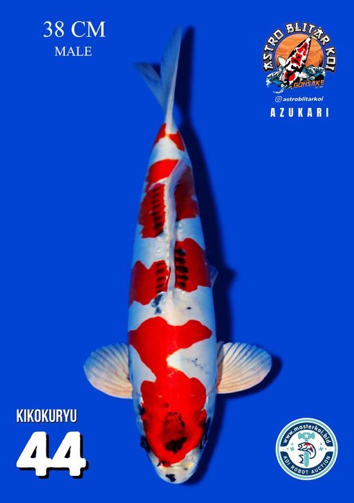 Lelang Koi Online, Jual Beli Ikan Koi, Pusat Jual Beli Koi, Info Lelang Koi Hari Ini, Platform Jual Beli Koi, Jual Beli Ikan Koi Online, Marketplace Ikan Koi, Jual Koi Terbaik, Tempat Beli Koi Berkualitas, Pasar Ikan Koi Online Terpercaya, Penjual Ikan Koi Terpercaya, Beli Koi Hias Online, Ikan Koi untuk Dijual, Koi Kualitas Terbaik, Toko Online Ikan Koi, Koi Hias Untuk Dijual, Jual Beli Ikan Koi Lokal, Koi Indonesia Online, Pusat Jual Beli Koi Terbesar