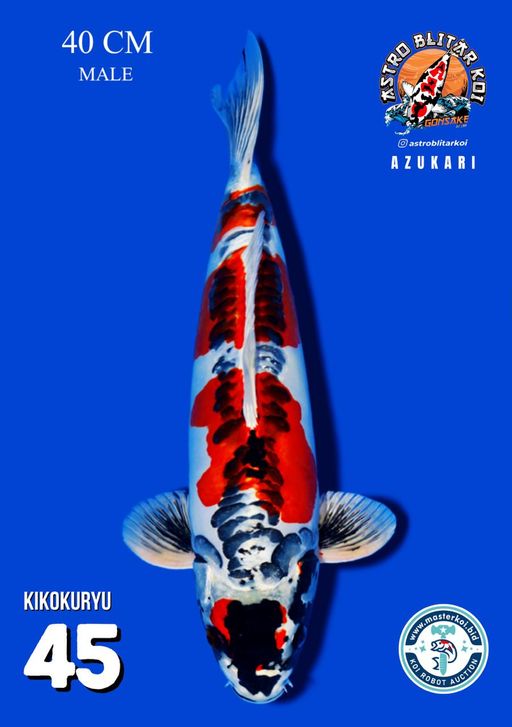 Lelang Koi Online, Jual Beli Ikan Koi, Pusat Jual Beli Koi, Info Lelang Koi Hari Ini, Platform Jual Beli Koi, Jual Beli Ikan Koi Online, Marketplace Ikan Koi, Jual Koi Terbaik, Tempat Beli Koi Berkualitas, Pasar Ikan Koi Online Terpercaya, Penjual Ikan Koi Terpercaya, Beli Koi Hias Online, Ikan Koi untuk Dijual, Koi Kualitas Terbaik, Toko Online Ikan Koi, Koi Hias Untuk Dijual, Jual Beli Ikan Koi Lokal, Koi Indonesia Online, Pusat Jual Beli Koi Terbesar