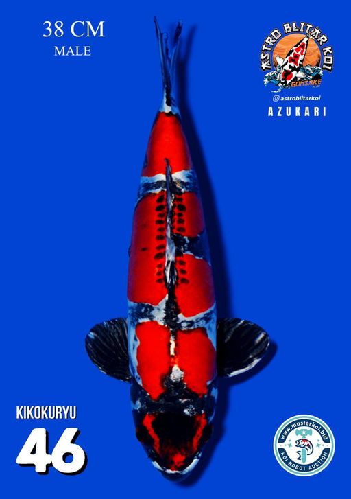 Lelang Koi Online, Jual Beli Ikan Koi, Pusat Jual Beli Koi, Info Lelang Koi Hari Ini, Platform Jual Beli Koi, Jual Beli Ikan Koi Online, Marketplace Ikan Koi, Jual Koi Terbaik, Tempat Beli Koi Berkualitas, Pasar Ikan Koi Online Terpercaya, Penjual Ikan Koi Terpercaya, Beli Koi Hias Online, Ikan Koi untuk Dijual, Koi Kualitas Terbaik, Toko Online Ikan Koi, Koi Hias Untuk Dijual, Jual Beli Ikan Koi Lokal, Koi Indonesia Online, Pusat Jual Beli Koi Terbesar