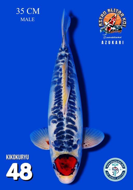 Lelang Koi Online, Jual Beli Ikan Koi, Pusat Jual Beli Koi, Info Lelang Koi Hari Ini, Platform Jual Beli Koi, Jual Beli Ikan Koi Online, Marketplace Ikan Koi, Jual Koi Terbaik, Tempat Beli Koi Berkualitas, Pasar Ikan Koi Online Terpercaya, Penjual Ikan Koi Terpercaya, Beli Koi Hias Online, Ikan Koi untuk Dijual, Koi Kualitas Terbaik, Toko Online Ikan Koi, Koi Hias Untuk Dijual, Jual Beli Ikan Koi Lokal, Koi Indonesia Online, Pusat Jual Beli Koi Terbesar