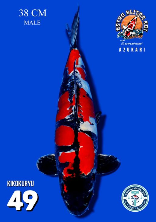 Lelang Koi Online, Jual Beli Ikan Koi, Pusat Jual Beli Koi, Info Lelang Koi Hari Ini, Platform Jual Beli Koi, Jual Beli Ikan Koi Online, Marketplace Ikan Koi, Jual Koi Terbaik, Tempat Beli Koi Berkualitas, Pasar Ikan Koi Online Terpercaya, Penjual Ikan Koi Terpercaya, Beli Koi Hias Online, Ikan Koi untuk Dijual, Koi Kualitas Terbaik, Toko Online Ikan Koi, Koi Hias Untuk Dijual, Jual Beli Ikan Koi Lokal, Koi Indonesia Online, Pusat Jual Beli Koi Terbesar