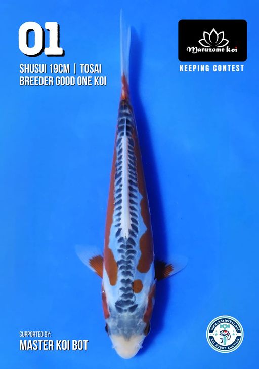 Lelang Koi Online, Jual Beli Ikan Koi, Pusat Jual Beli Koi, Info Lelang Koi Hari Ini, Platform Jual Beli Koi, Jual Beli Ikan Koi Online, Marketplace Ikan Koi, Jual Koi Terbaik, Tempat Beli Koi Berkualitas, Pasar Ikan Koi Online Terpercaya, Penjual Ikan Koi Terpercaya, Beli Koi Hias Online, Ikan Koi untuk Dijual, Koi Kualitas Terbaik, Toko Online Ikan Koi, Koi Hias Untuk Dijual, Jual Beli Ikan Koi Lokal, Koi Indonesia Online, Pusat Jual Beli Koi Terbesar